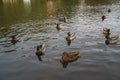 Bassin de la Muette - Elancourt Ã¢â¬â France - Ducks which swim in a lake close to a forest. The nature is beautiful. Royalty Free Stock Photo